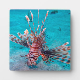 Beautiful Red Lion Fish Plaque