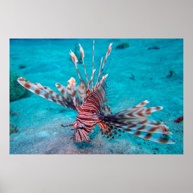 Beautiful Red Lion Fish Poster (Front)