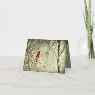 Beautiful Red Northern Cardinal Bird Card