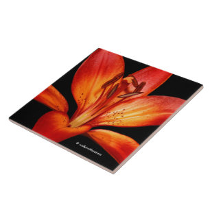 Beautiful Red Orange Asiatic Lily Gran Paradiso Tile