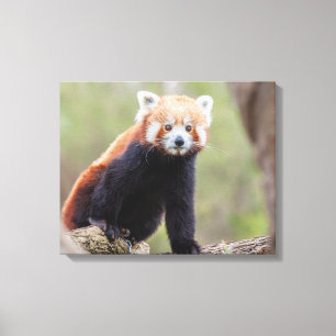 Beautiful Red Panda on a Branch Canvas Print
