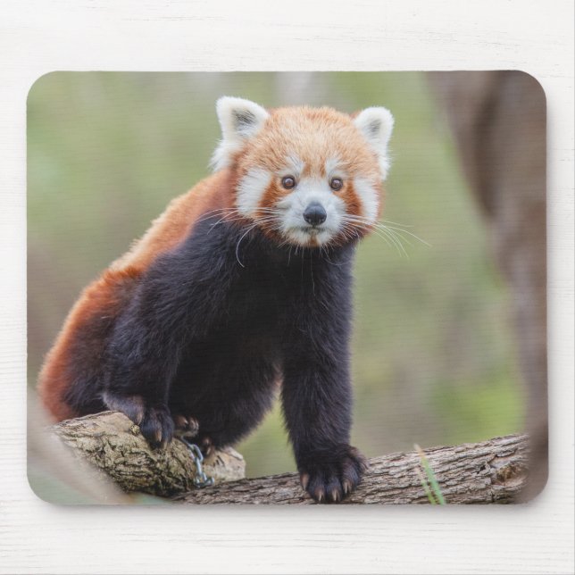Beautiful Red Panda on a Branch Mouse Pad (Front)