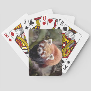 Beautiful Red Panda on a Branch Playing Cards
