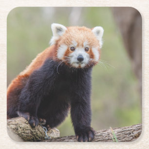 Beautiful Red Panda on a Branch Square Paper Coaster