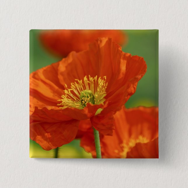 Beautiful Red Poppy 2 Inch Square Button (Front)