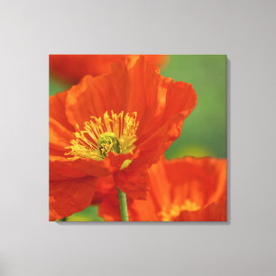 Beautiful Red Poppy Canvas Print