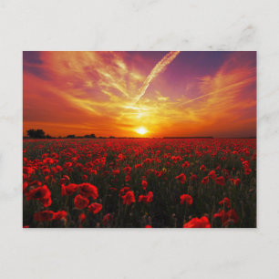 Beautiful red poppy flower field sunset postcard
