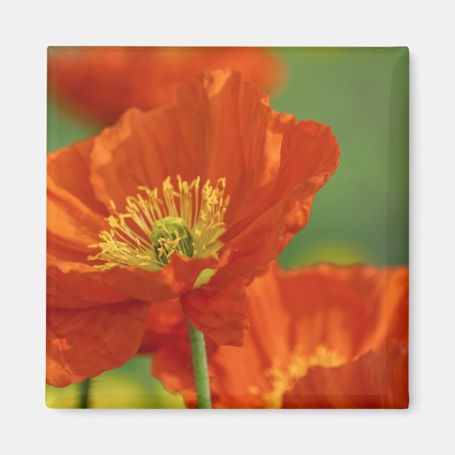Beautiful Red Poppy Magnet (Front)