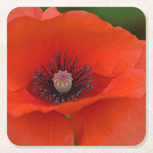 Beautiful Red Poppy Party Coaster