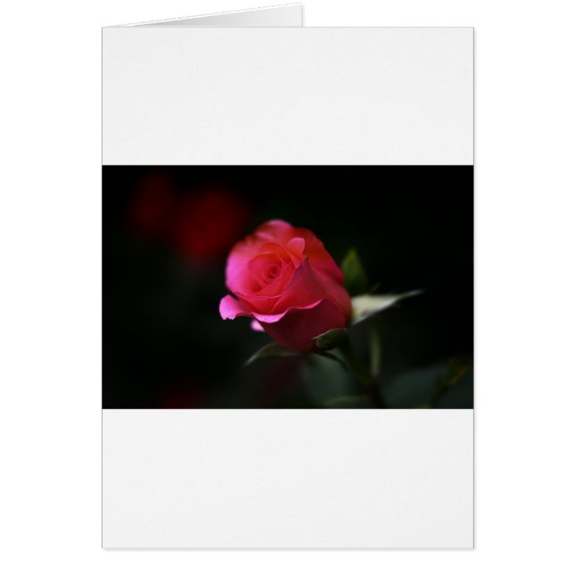 Beautiful Red Rose (Front)
