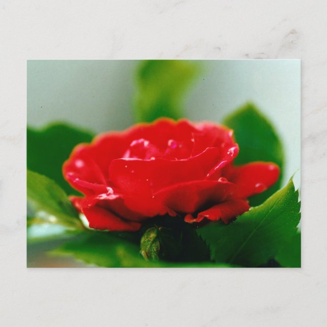 Beautiful Red Rose Dew Drops  Postcard (Front)