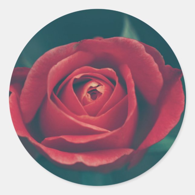 Beautiful Red Rose Flower Wedding Favour Sticker (Front)
