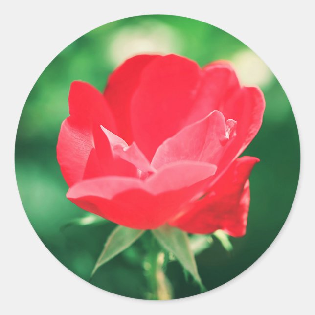 Beautiful Red Rose Flower Wedding Favour Sticker (Front)