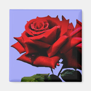 Beautiful Red Rose Nature Floral  Magnet