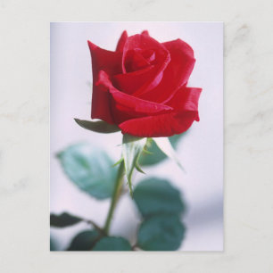 Beautiful Red Rose Postcard