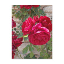 Beautiful Red Rose