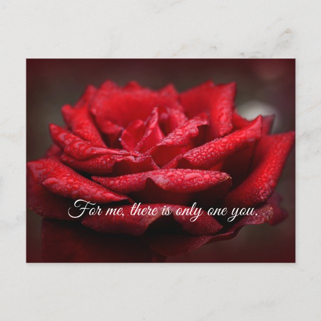 Beautiful Red Rose Postcard |Customizable Message (Front)