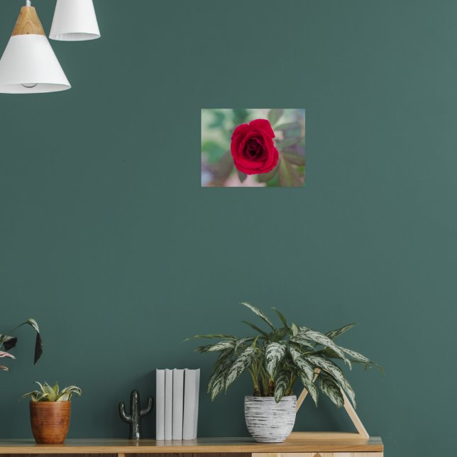 Beautiful Red Rose Poster (Living Room 1)