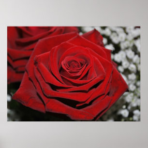 Beautiful Red Rose Poster
