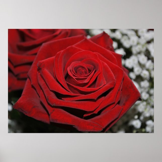 Beautiful Red Rose Poster (Front)