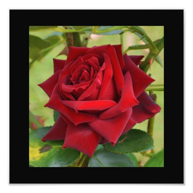 Beautiful Red Rose Poster (Front)