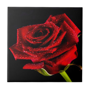 Beautiful red rose tile