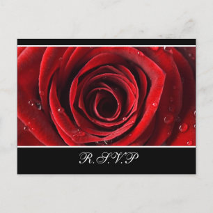 Beautiful Red Rose Wedding RSVP -Black Invitation Postcard