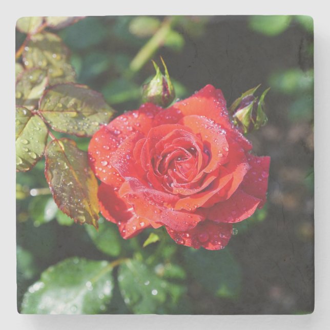 Beautiful Red Rose with Water Droplets Stone Coaster (Front)