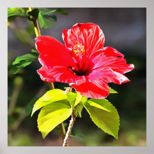 Beautiful Red Tropical Hibiscus Flower Poster