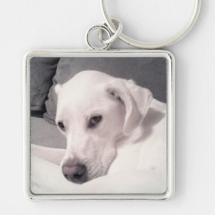 Beautiful Regal White Labrador Mix Dog Grey Keycha Keychain