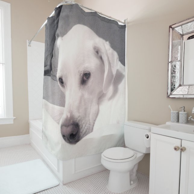 Beautiful Regal White Labrador Mix Dog Grey Shower (In Situ)