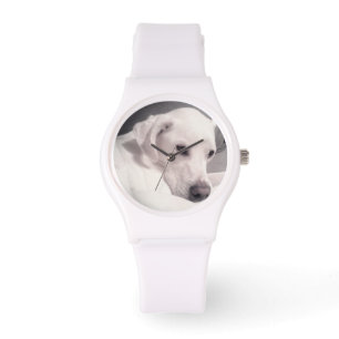 Beautiful Regal White Labrador Mix Dog Watch