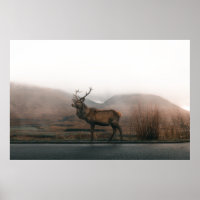 BEAUTIFUL REINDEER