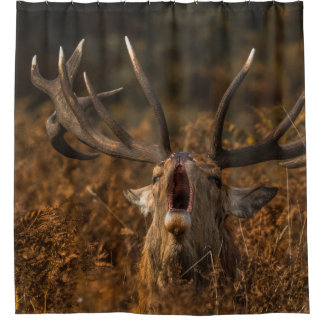 BEAUTIFUL REINDEER WILD ANIMALS