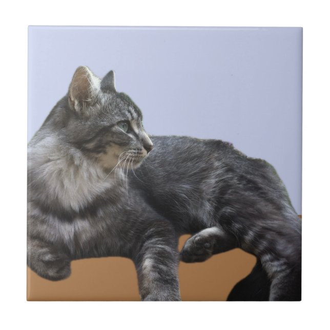 Beautiful Relaxing Cat   Tile (Front)