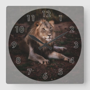 Beautiful Resting Lion in the Wild Square Wall Clock