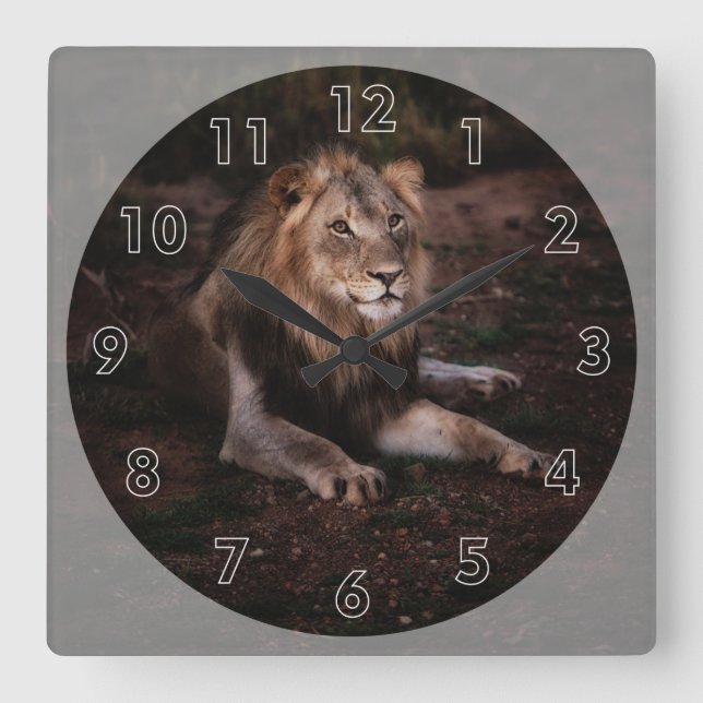 Beautiful Resting Lion in the Wild Square Wall Clock (Front)