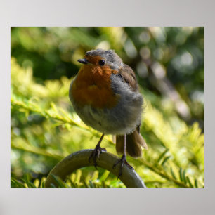 Beautiful Robin Poster