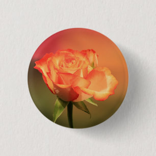 Beautiful Romantic Rose Photograph 1 Inch Round Button