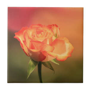 Beautiful Romantic Rose Photograph Tile
