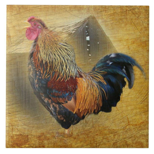 Beautiful Rooster and Rustic Barn Chicken Coop Tile (Front)