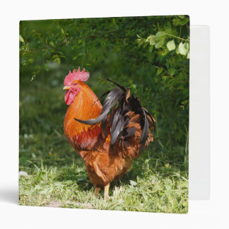 Beautiful Rooster Binder
