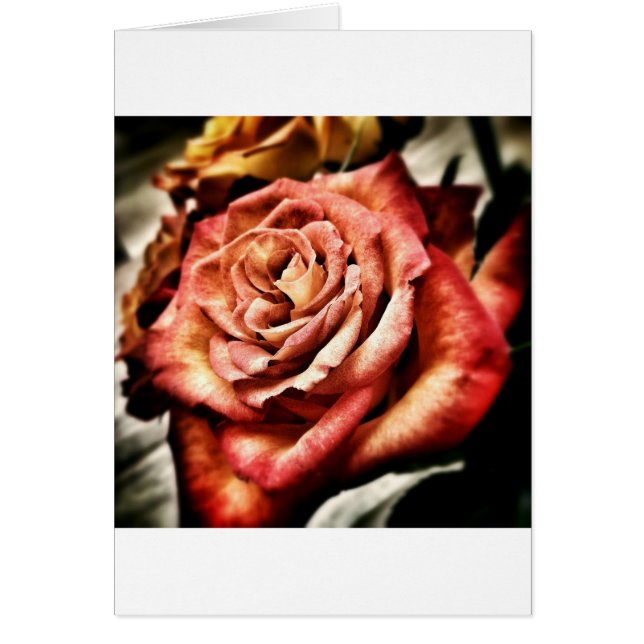 Beautiful Rose (Front)