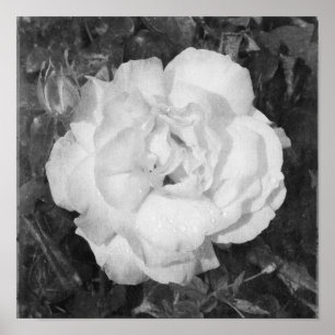 Beautiful Rose Black and White Flowers Square Poster
