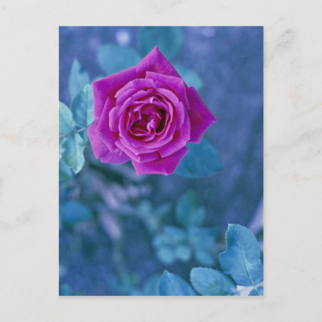 Beautiful rose flower postcard (Front)