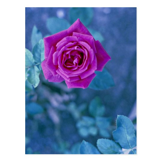Beautiful rose flower postcard