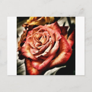 Beautiful Rose Postcard