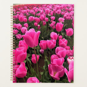 Beautiful Rose Tulips, Oregon