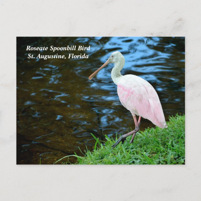 Beautiful Roseate Spoonbill Holiday Postcard (Front)