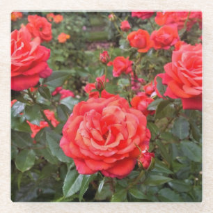 Beautiful Roses, Portland, Oregon Glass Coaster